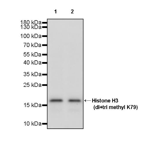 Histone H3 (di+tri methyl K79) Recombinant Rabbit mAb (S-854-48)