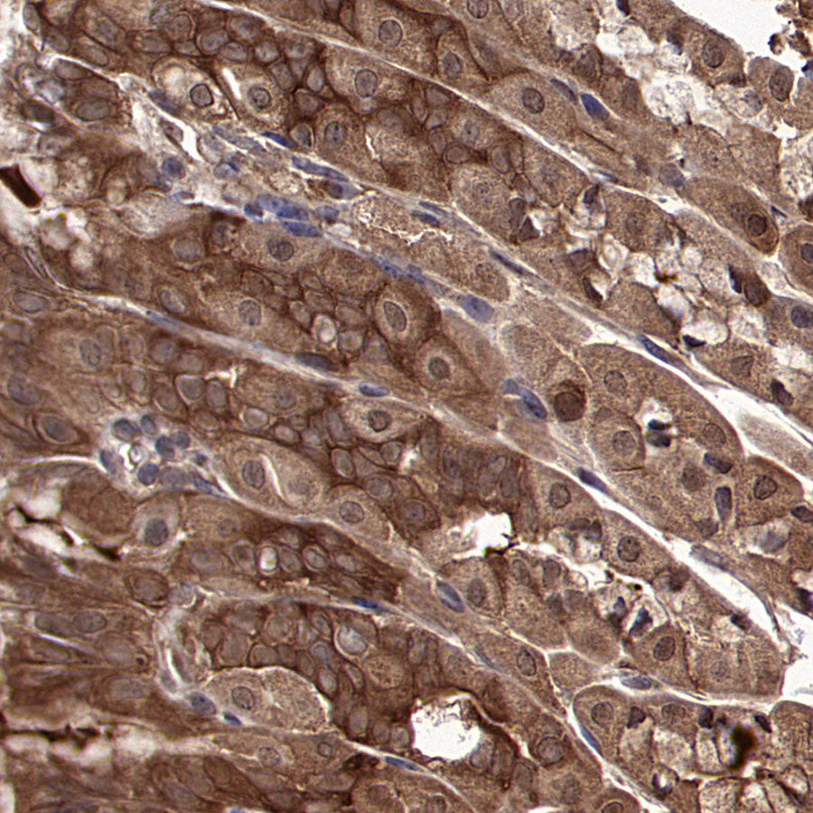 HSP90 Recombinant Mouse mAb (S-5484)