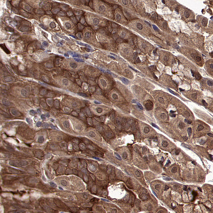 HSP90 Recombinant Mouse mAb (S-5484)