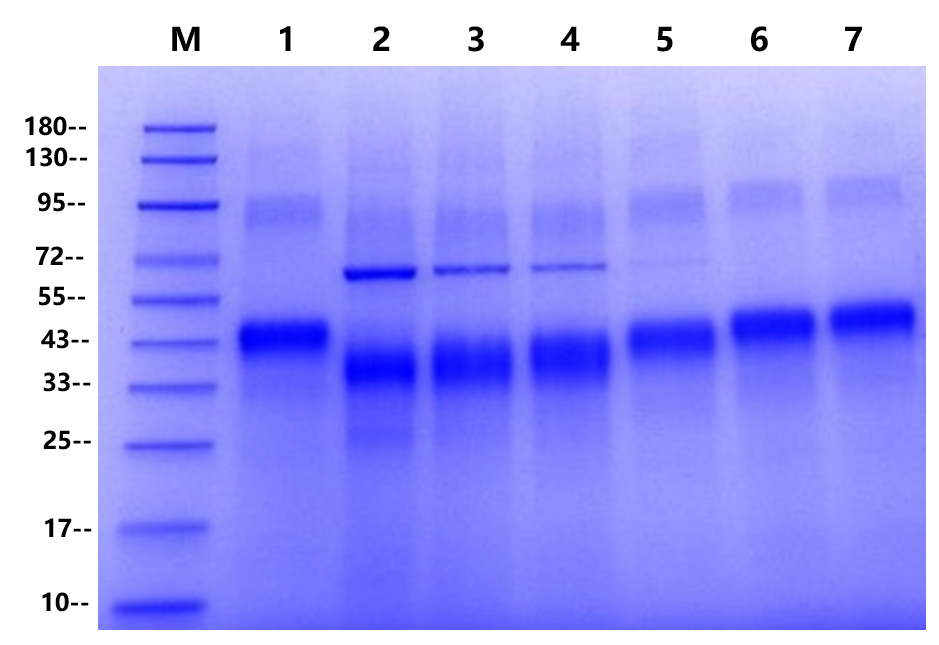 PNGase F II