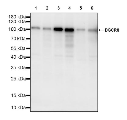 DGCR8 Recombinant Rabbit mAb (S-4082-6)