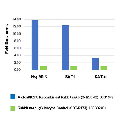 AiolosI/KZF3 Recombinant Rabbit mAb (S-1268-42)