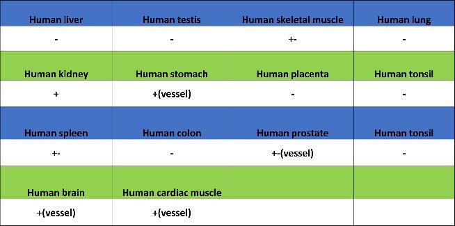 CA4 Recombinant Rabbit mAb (S-2339-24)