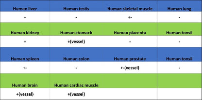 CA4 Recombinant Rabbit mAb (S-2339-24)