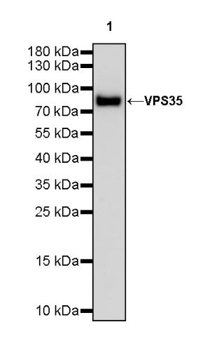 VPS35 Recombinant Rabbit mAb (S-997-2)