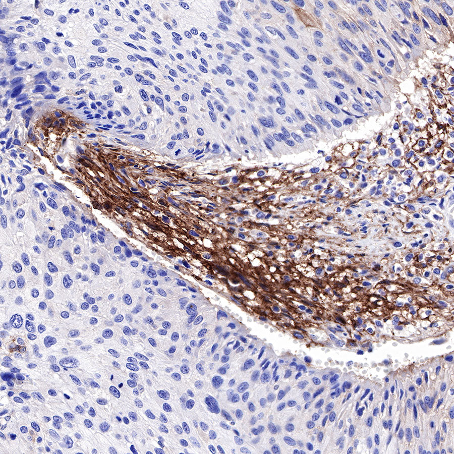 CD73 Recombinant Rabbit mAb (SDT-218-52)