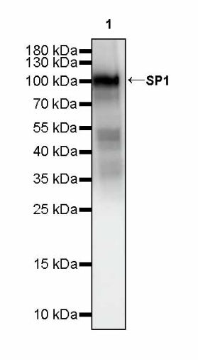 SP1 Recombinant Rabbit mAb (S-4102)