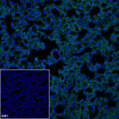 Podoplanin Recombinant Rat mAb (S-3419)