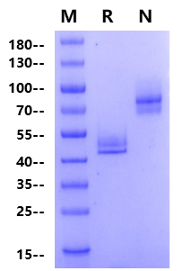 CD3 epsilon&CD3 delta Heterodimer Fc, His Tag&Fc, Flag Tag Protein, Human