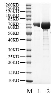Biotinylated SYK Avi Tag Protein, Human