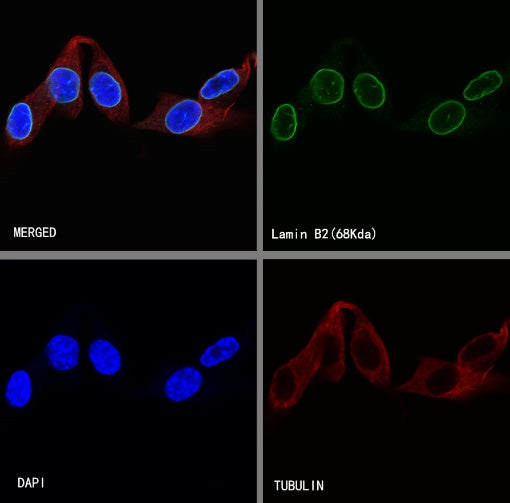 S-RMab®Lamin B2 Recombinant Rabbit mAb (S-951-70)