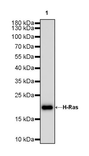 H-Ras Recombinant Rabbit mAb (S-1017-79)