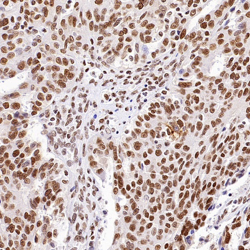 HDAC3 Recombinant Rabbit mAb (S-1977-31)