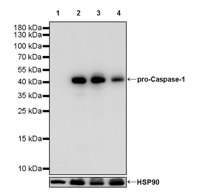 pro-Caspase-1 Recombinant Rabbit mAb (S-2677-22)