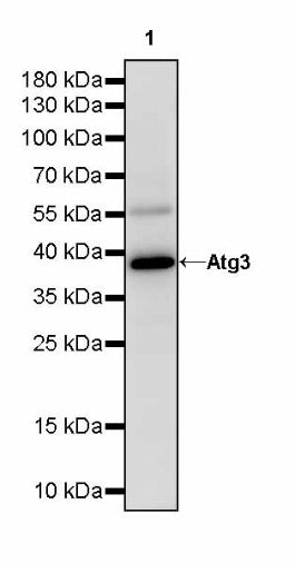 Atg3 Recombinant Rabbit mAb (S-2168-20)