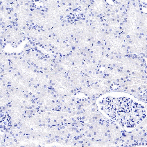 Nanog Recombinant Rabbit mAb (S-1823-8)