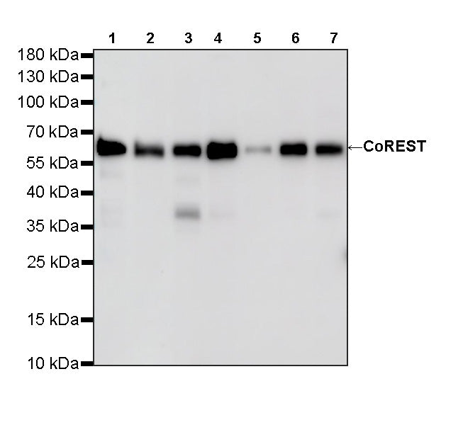 CoREST Recombinant Rabbit mAb (S-4401-8)