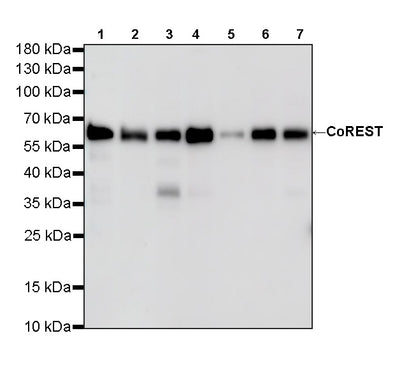 CoREST Recombinant Rabbit mAb (S-4401-8)