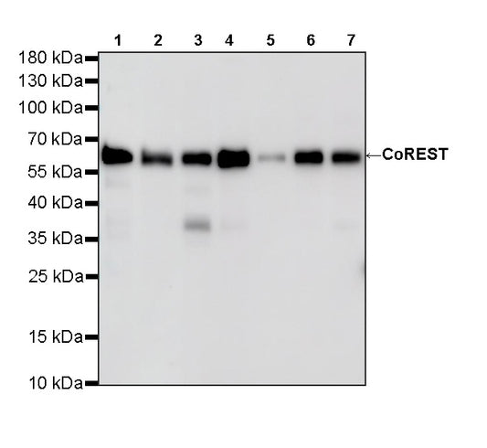 CoREST Recombinant Rabbit mAb (S-4401-8)