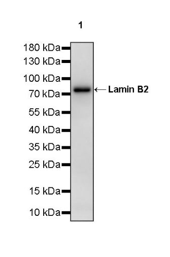 S-RMab®Lamin B2 Recombinant Rabbit mAb (S-951-70)