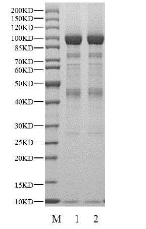 USP16 Protein