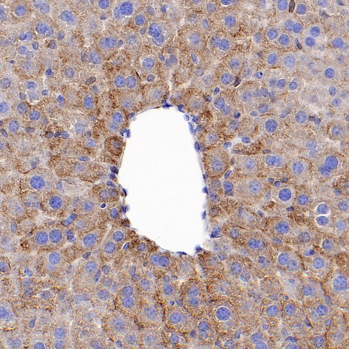 α-tubulin (acetyl K40) Recombinant Rabbit mAb (S-1536-100)