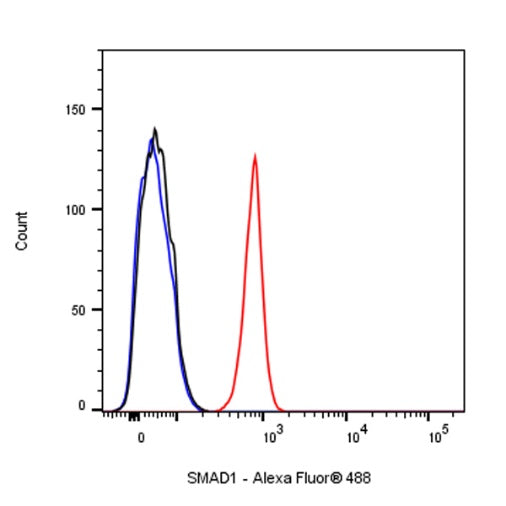 SMAD1 Rabbit Polyclonal antibody