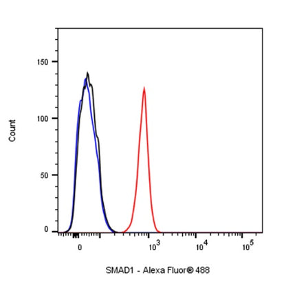 SMAD1 Rabbit Polyclonal antibody