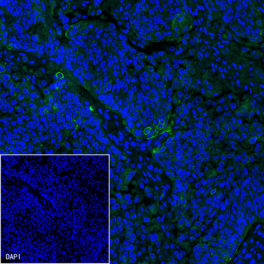 S-RMab® PD-L1 Recombinant Rabbit mAb (SDT-119-16)