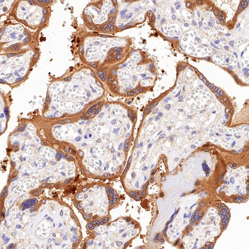 FAM129B Recombinant Rabbit mAb (S-1534-24)