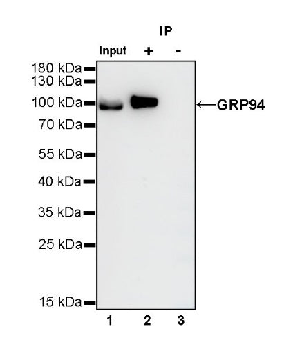 GRP94 Recombinant Rabbit mAb (S-R268)