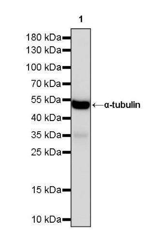 Goat Anti-Mouse lgG (H+L) (min X Hu, Bov Sr Prot) (HRP Conjugate)