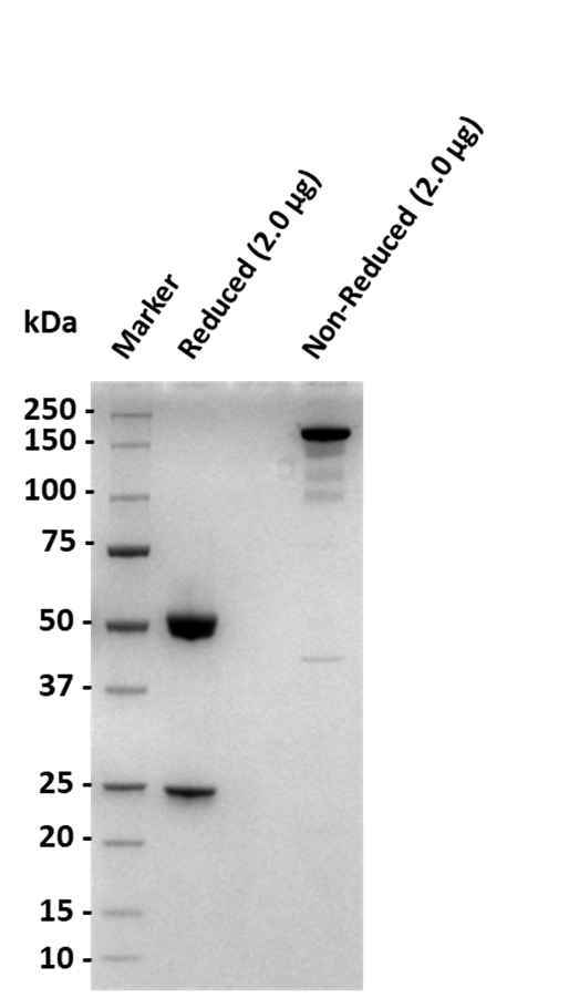 Monoclonal Anti-DXD Antibody