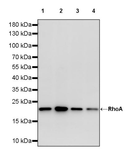 RhoA Recombinant Rabbit mAb (S-1310-159)