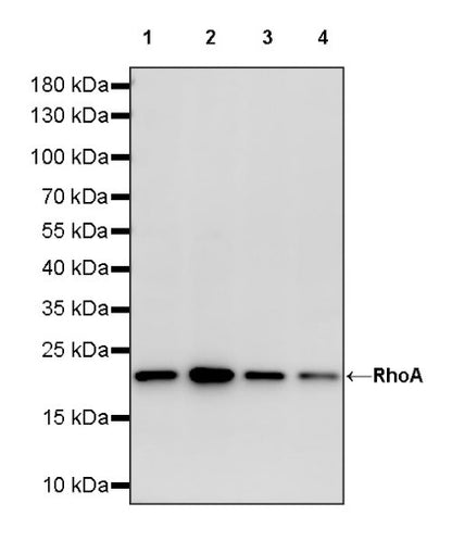 RhoA Recombinant Rabbit mAb (S-1310-159)