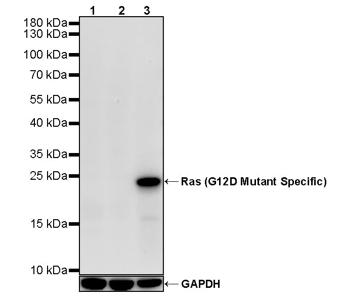 Ras (G12D Mutant Specific) Recombinant Rabbit mAb (S-5958)
