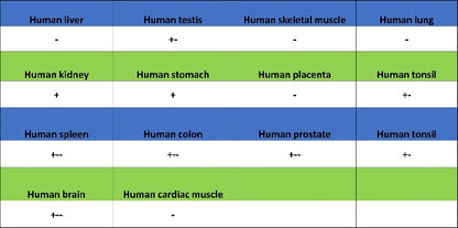 Cortactin Recombinant Rabbit mAb (S-1303-10)