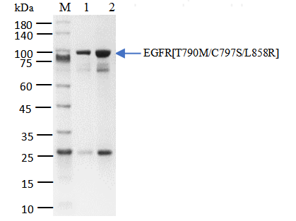 EGFR[T790M/C797S/L858R] Protein