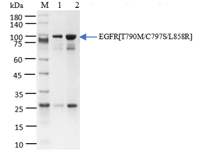 EGFR[T790M/C797S/L858R] Protein