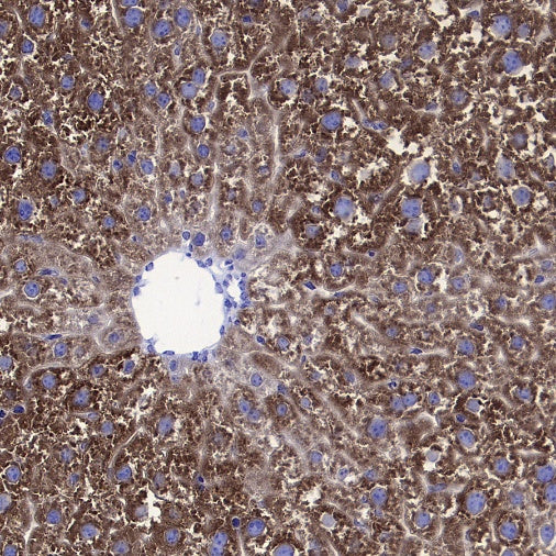 Coagulation factor V Recombinant Rabbit mAb (S-4489-58)