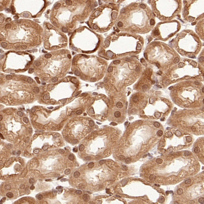 GAPDH Recombinant Mouse mAb (S-4721)