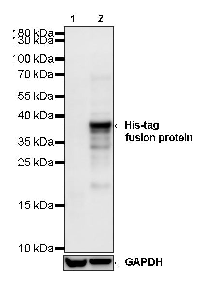 His Tag Recombinant Mouse mAb (S-5299)