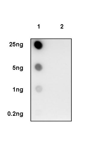 Phospho-MEK1 (Ser298) Recombinant Rabbit mAb (S-2487-19)