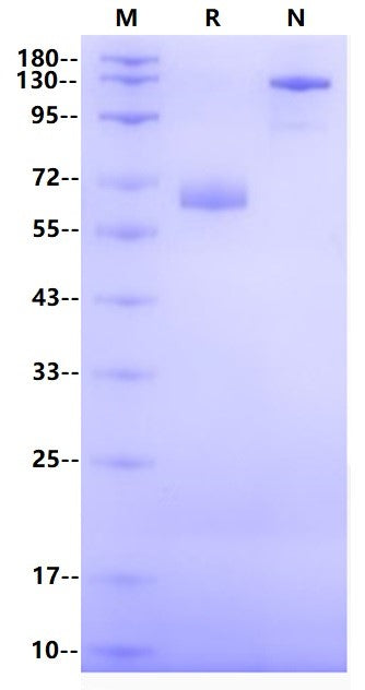 LILRA5/CD85f/ILT11 Fc Chimera Protein, Human