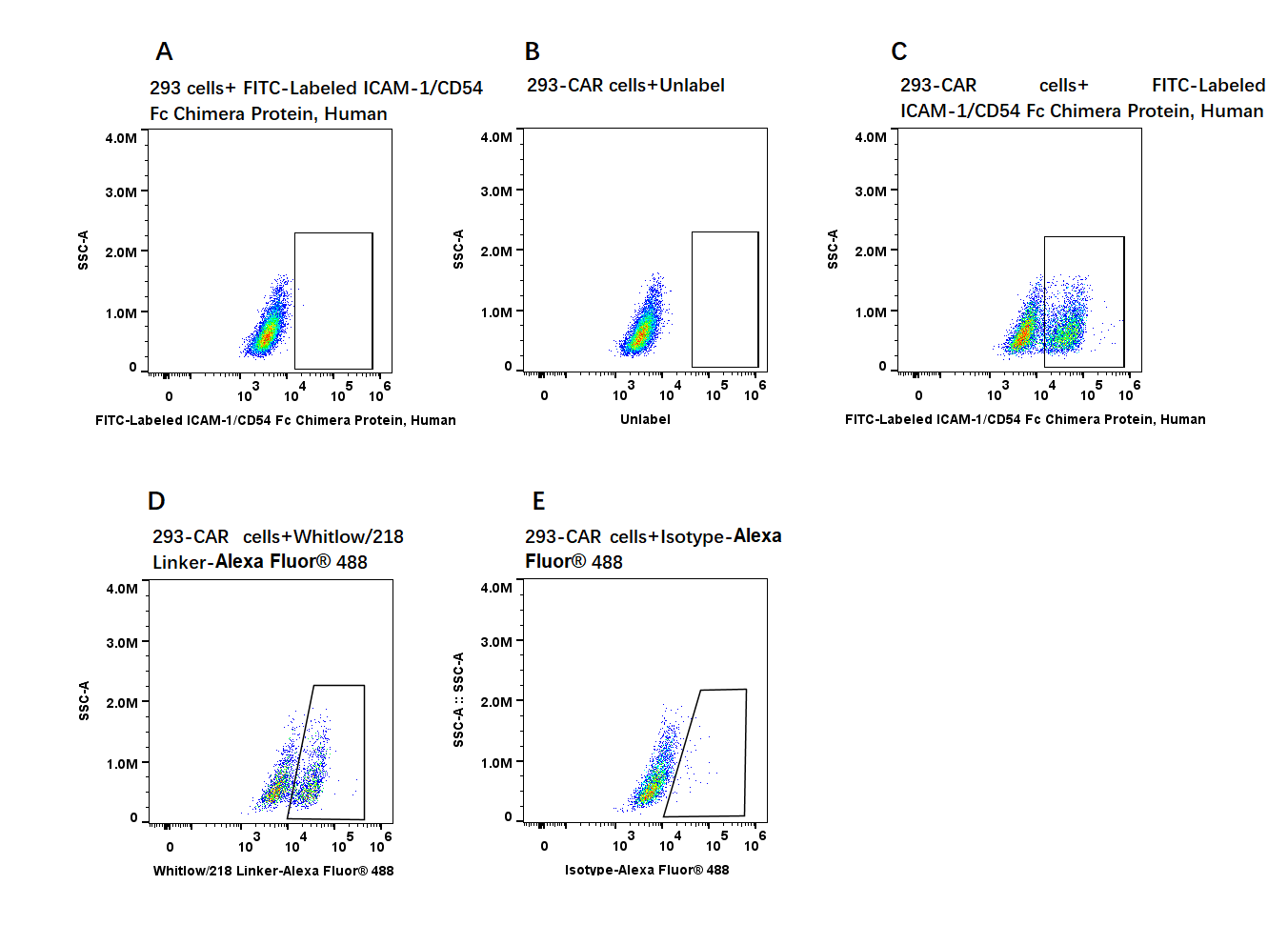 FITC-Labeled ICAM-1/CD54 Fc Chimera Protein, Human