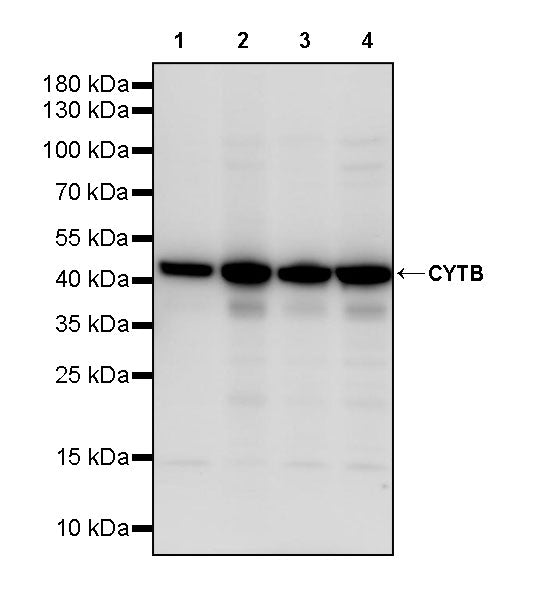 CYTB Recombinant Rabbit mAb (S-3877-15)