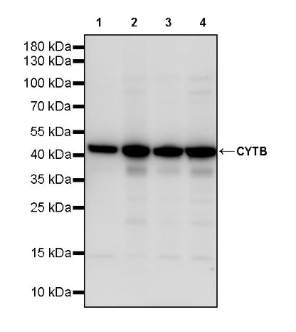 CYTB Recombinant Rabbit mAb (S-3877-15)