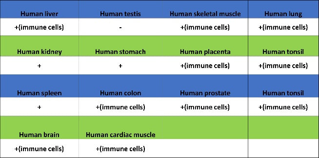 Lipocalin-2/NGAL Recombinant Rabbit mAb (S-2279-72)
