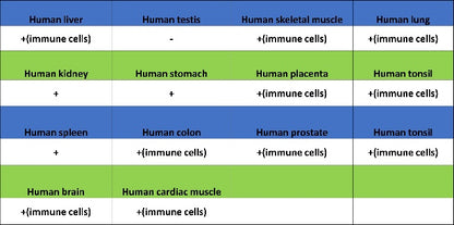 Lipocalin-2/NGAL Recombinant Rabbit mAb (S-2279-72)