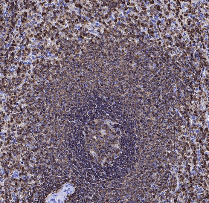 CD45 Recombinant Mouse mAb (S-429-1)